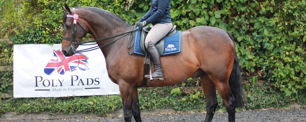 Polypads Classic Navy Saddle Pad in situ